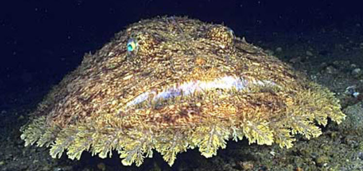 Lophius budegassa_04.jpg